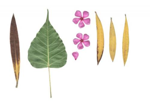 8 Leaf Texture preview image